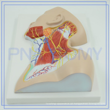 PNT-1633 2017 mais popular anatomia de plástico Nervos de Pescoço Região modelo